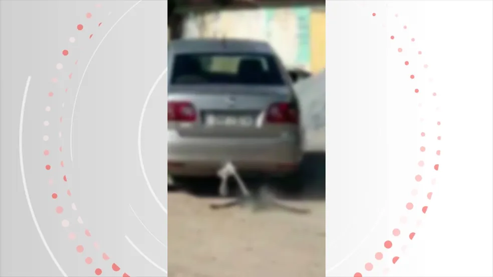 Motorista arrasta cachorro morto amarrado a carro na Cidade Universitária, Maceió