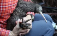 Nova Zelândia se mobiliza para salvar o kiwi, sua ave-símbolo