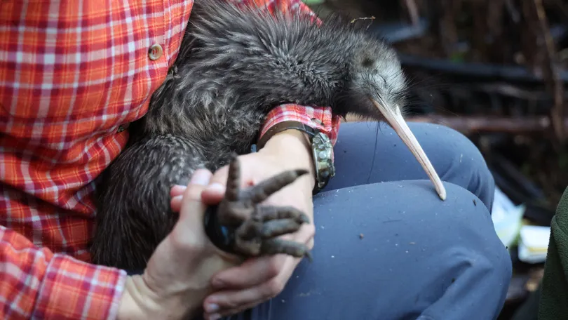 Nova Zelândia se mobiliza para salvar o kiwi, sua ave-símbolo