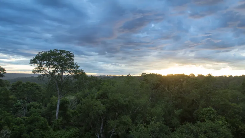 Mata Atlântica vive novas ameaças com brechas em lei e desmate em alta; projetos são esperança de recuperação