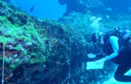 Pesquisa analisa fundo do mar em Fernando de Noronha para identificar causas de mudanças em espécies