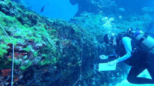 Pesquisa analisa fundo do mar em Fernando de Noronha para identificar causas de mudanças em espécies