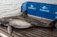 Tubarão com mais de meia tonelada é visto na costa dos Estados Unidos