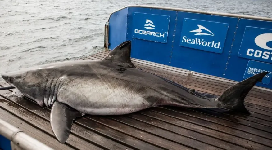 Tubarão com mais de meia tonelada é visto na costa dos Estados Unidos