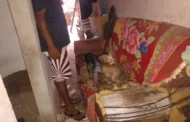 Cachorros abandonados em casa em Maceió após morte de tutor são resgatados pela polícia