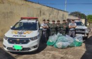 POLÍCIA MILITAR AMBIENTAL E POLÍCIA RODOVIÁRIA APREENDE GRANDE QUANTIDADE DE DROGAS EM PENÁPOLIS