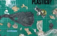 Imagens da necropsia mostram quantidade de plástico ingerida por tartaruga que morreu em SC; veja
