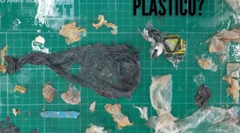 Imagens da necropsia mostram quantidade de plástico ingerida por tartaruga que morreu em SC; veja