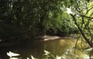 Floresta Nacional de Brasília comemora 24 anos neste sábado (10)