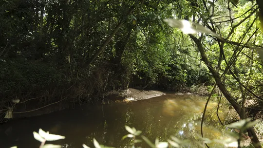 Floresta Nacional de Brasília comemora 24 anos neste sábado (10)