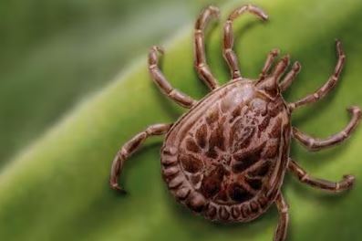 Fique Atento: entenda a transmissão da bactéria da febre maculosa e saiba como se prevenir