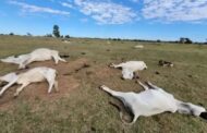 Gado morre de frio em fazendas de MS e produtores têm prejuízo milionário