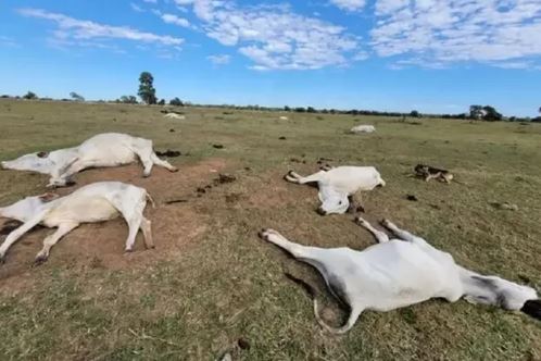 Gado morre de frio em fazendas de MS e produtores têm prejuízo milionário