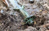 Espada de 3 mil anos é encontrada intacta na Alemanha e impressiona arqueólogos; VEJA IMAGENS
