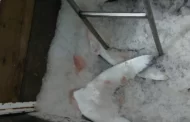 Dente de onça, chifre de rinoceronte e mais: crença em afrodisíacos motiva caça e tráfico de animais