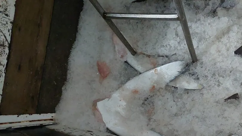 Dente de onça, chifre de rinoceronte e mais: crença em afrodisíacos motiva caça e tráfico de animais