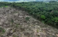 Desmatamento na Amazônia cai 31% enquanto cerrado sofre com aumento da destruição