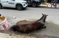 Tutor confessa que agrediu e abandonou égua na Ponta Verde e vai responder pelo crime de maus-tratos