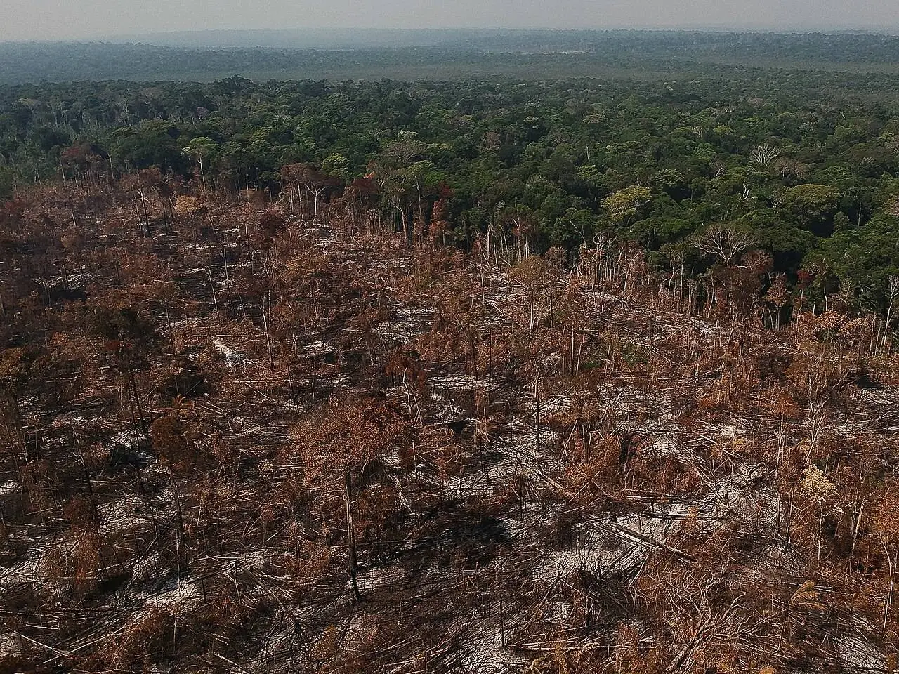 Banco esconde os nomes de desmatadores com empréstimos