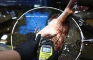 Radioatividade em peixes próximos a usina de Fukushima está 180 vezes acima do limite