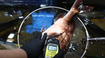 Radioatividade em peixes próximos a usina de Fukushima está 180 vezes acima do limite