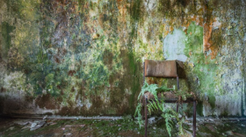 O mundo sem humanos: Veja locais abandonados invadidos pela natureza