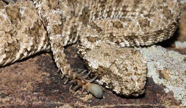 IMPRESSIONANTE: Vídeo de cobra com 'cauda de aranha' viraliza; VEJA