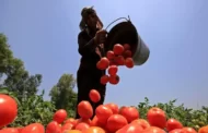 O impacto do El Niño na produção global de alimentos