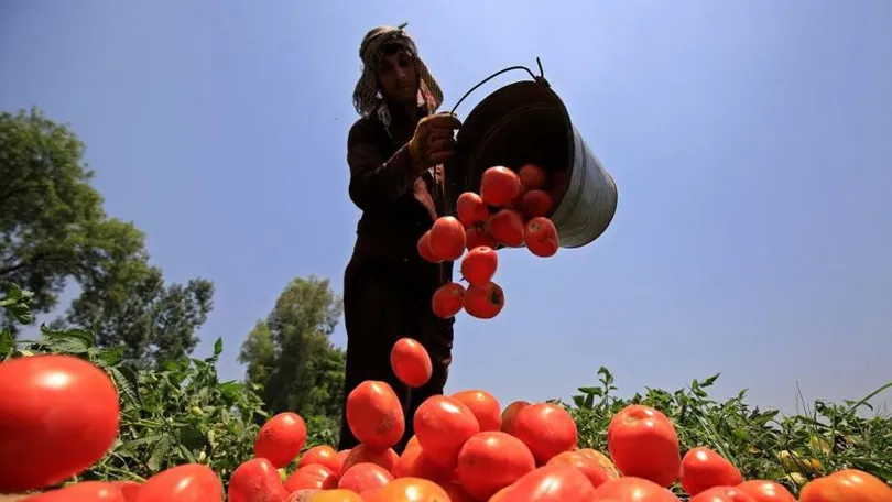 O impacto do El Niño na produção global de alimentos