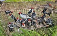 FPI/SE apreende 508 animais em cinco dias de fiscalização