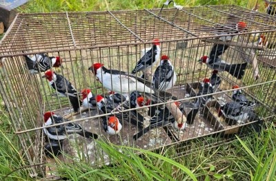 FPI/SE apreende 508 animais em cinco dias de fiscalização