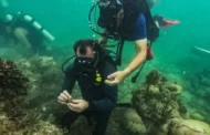 Alta temperatura do oceano provoca desastre ambiental no sul da Flórida