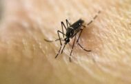 Pesquisadores desenvolvem sensor capaz de diagnosticar febre amarela