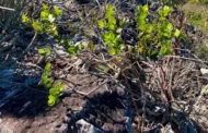 Biólogos descobrem parente distante da azeitona em Minas Gerais