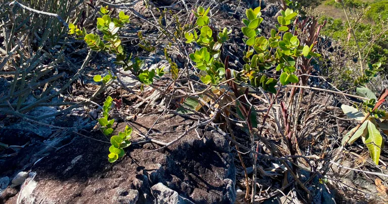 Biólogos descobrem parente distante da azeitona em Minas Gerais