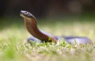 Calor antecipa temporada de cobras venenosas na Austrália