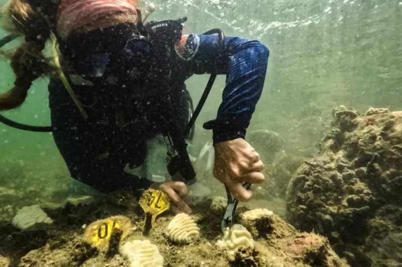 Por que novo recorde de calor do oceano é alerta sombrio para planeta