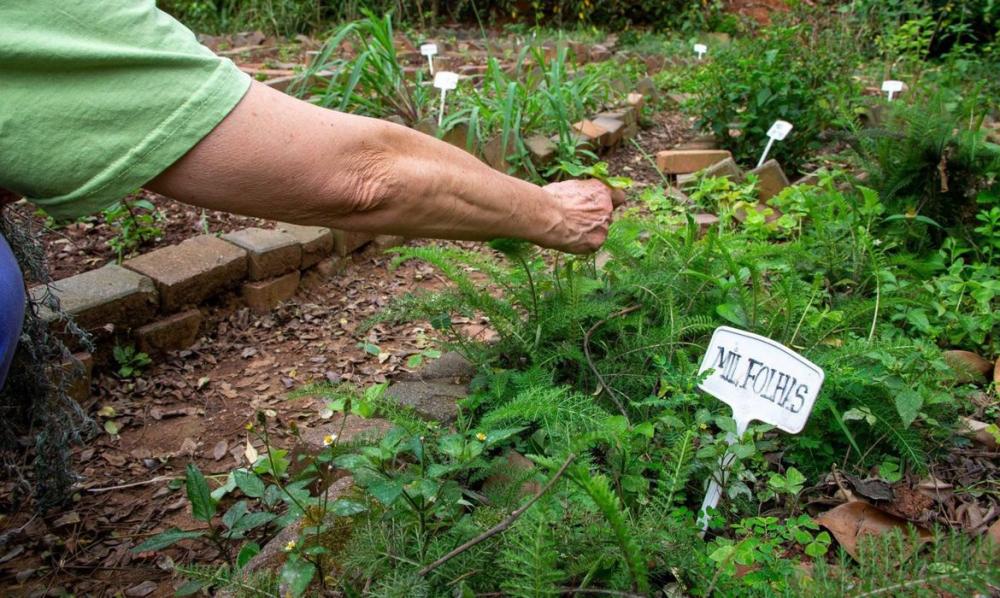 Fiocruz propõe revisão da política de plantas medicinais