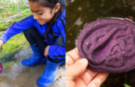 Ferramenta natural, feita de repolho, ajuda a identificar água contaminada