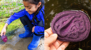 Ferramenta natural, feita de repolho, ajuda a identificar água contaminada