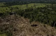Reflorestamento pode gerar R$ 776 bilhões para o Brasil, diz estudo