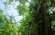 Sede da Cúpula da Amazônia, Belém tem vias interditadas e movimentação intensa