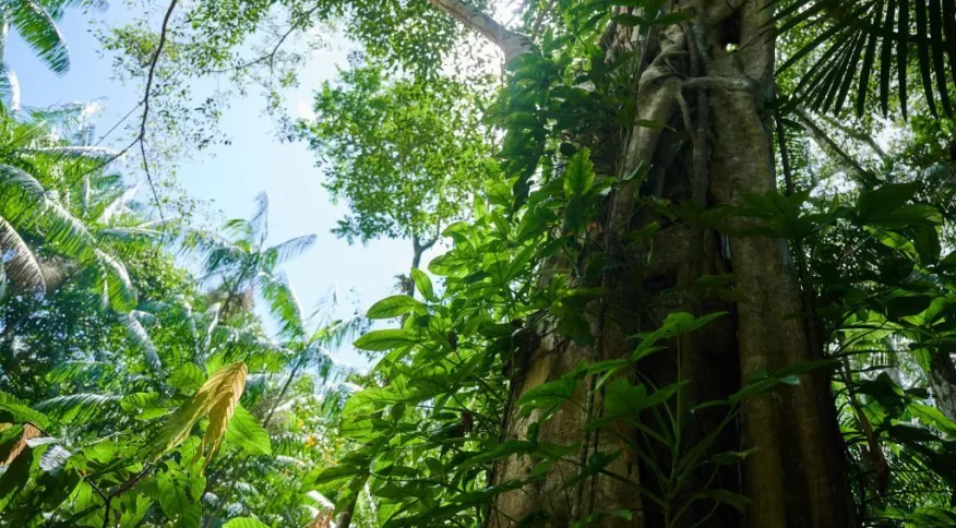 Sede da Cúpula da Amazônia, Belém tem vias interditadas e movimentação intensa