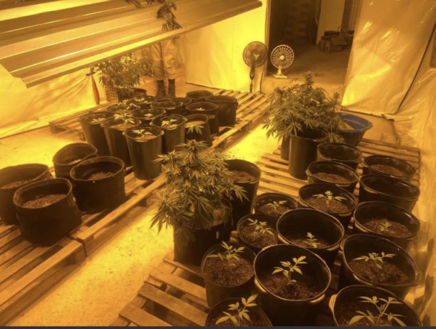 PM é chamada por briga de casal e descobre produção de maconha