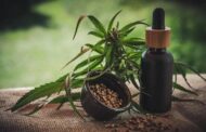 Anvisa proíbe propaganda de produtos de cannabis