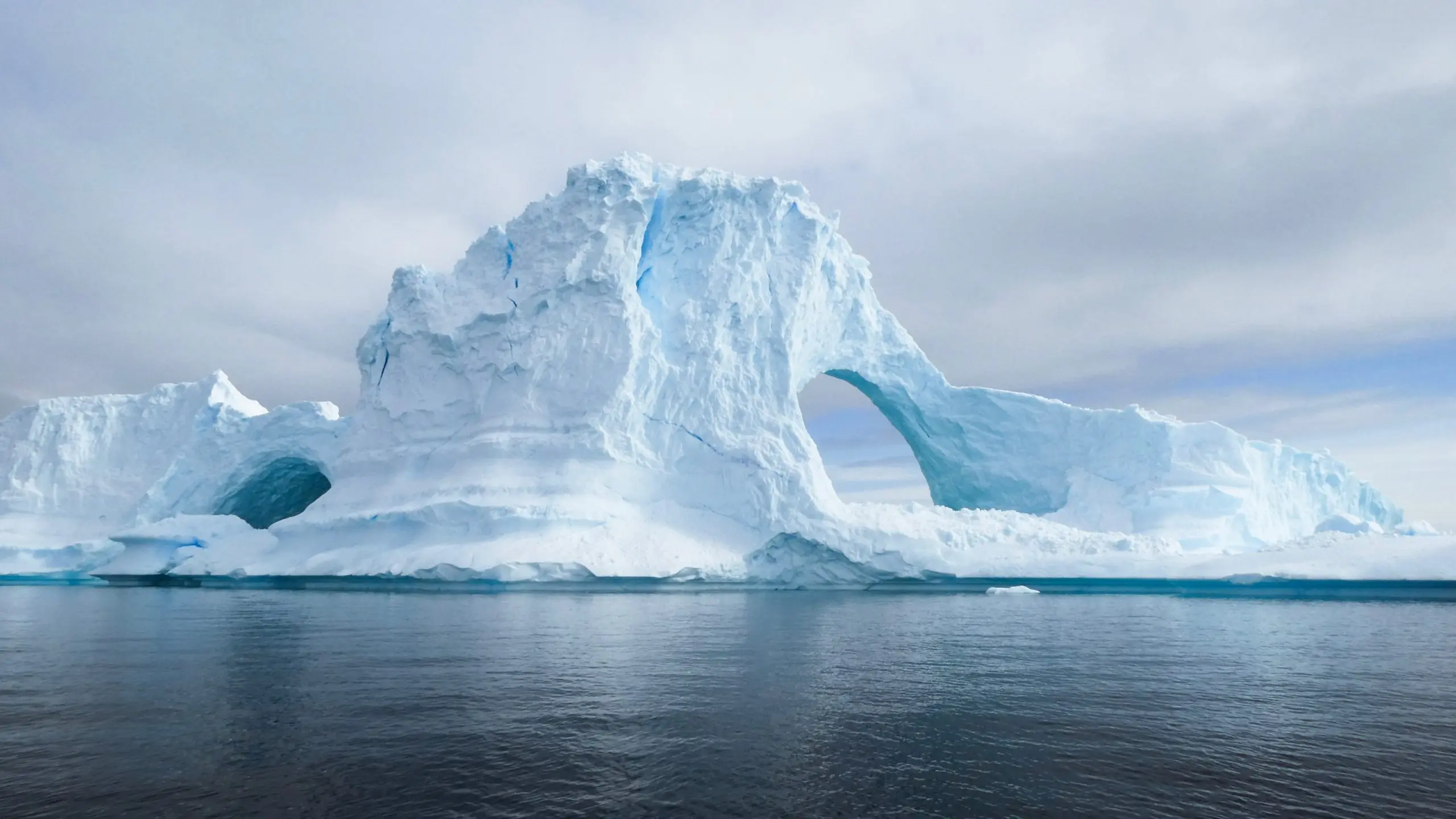 Cientistas descobrem animal com 20 braços na Antártica; Veja foto
