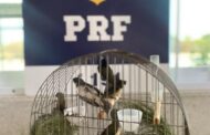 PRF resgata 24 aves silvestres durante fiscalização a um ônibus no sudoeste da Bahia
