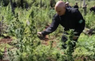 BRASIL: INTERNAUTAS DIVULGAM FILMAGEM DE MORAES CORTANDO PÉS DE MACONHA