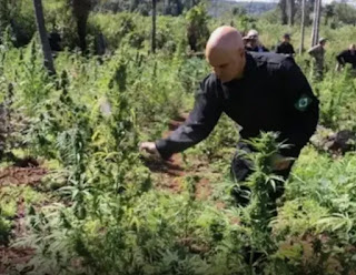 BRASIL: INTERNAUTAS DIVULGAM FILMAGEM DE MORAES CORTANDO PÉS DE MACONHA