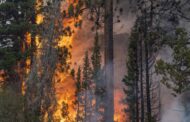 Como mudança climática, atividade humana e incêndios contribuíram para última extinção em massa
